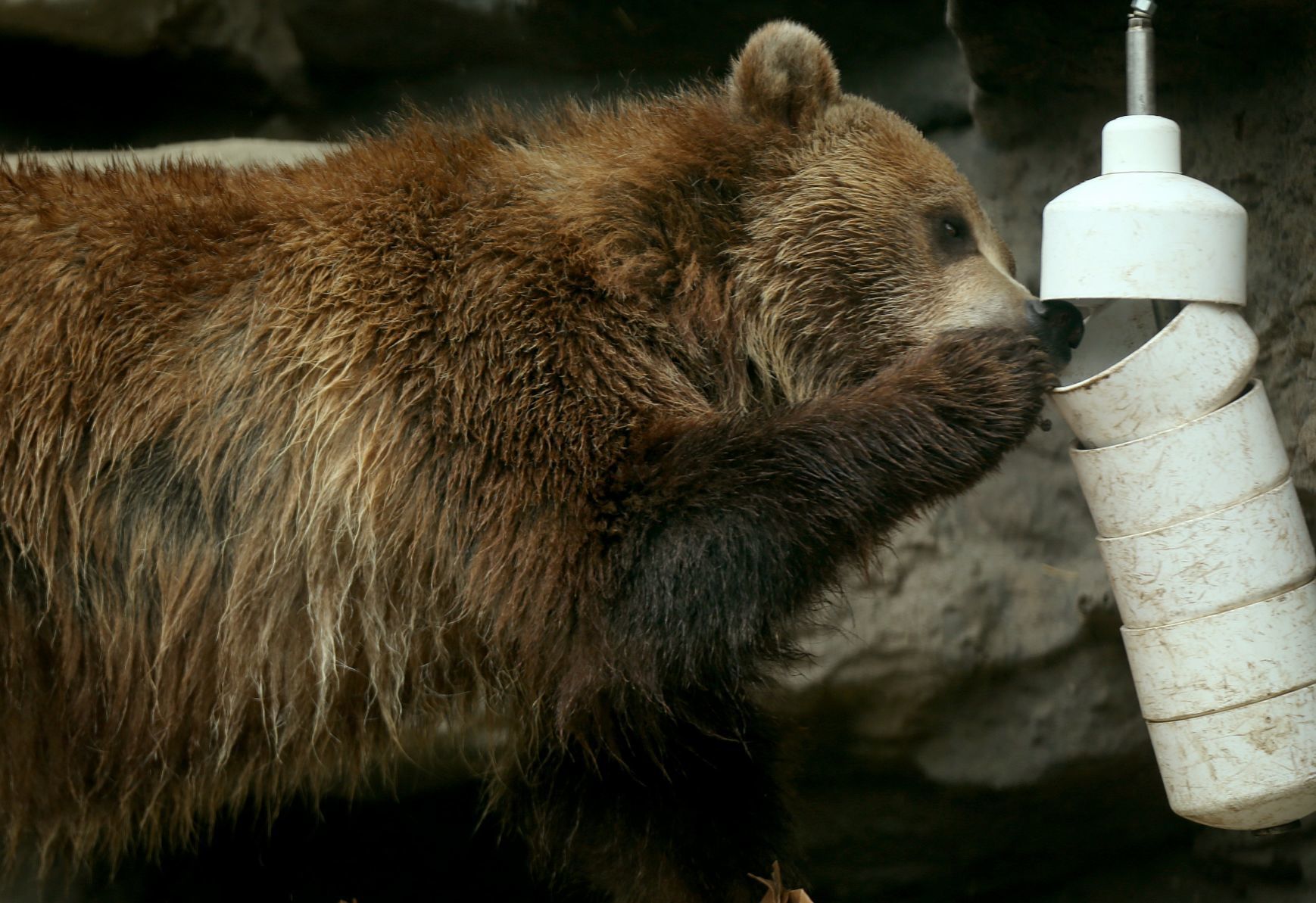 Most work continues at St. Louis Zoo despite coronavirus